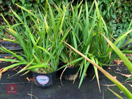 5 X IRIS LAZICA