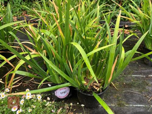 6 X IRIS LAZICA