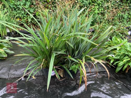 4 X DIANELLA FLAX LILY