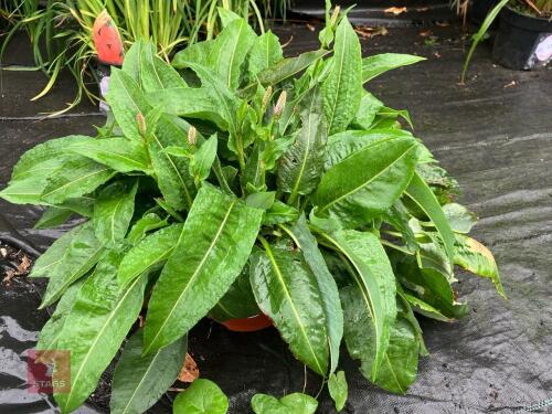1 X PERSICARIA