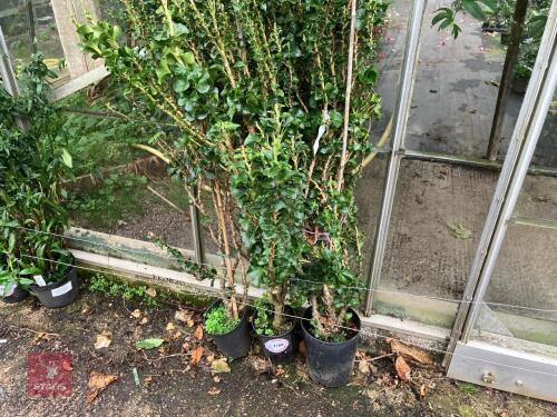 3 X HEDERA HELIX ERECTA