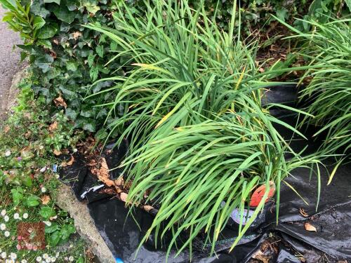 5 X SCHIZOSTYLIS MAJOR