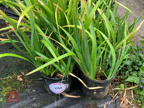 6 X IRIS LAZICA