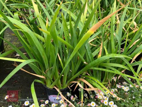 6 X IRIS LAZICA
