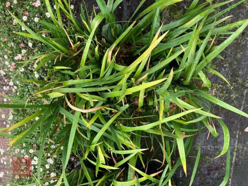 6 X IRIS LAZICA