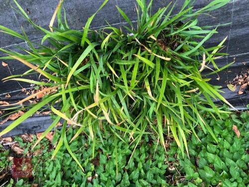 6 X IRIS LAZICA