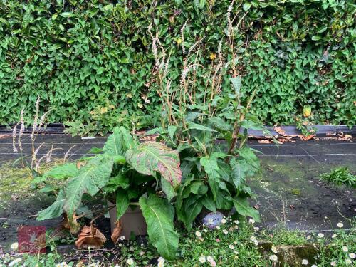 2 X PERSICARIA AMP ALBA
