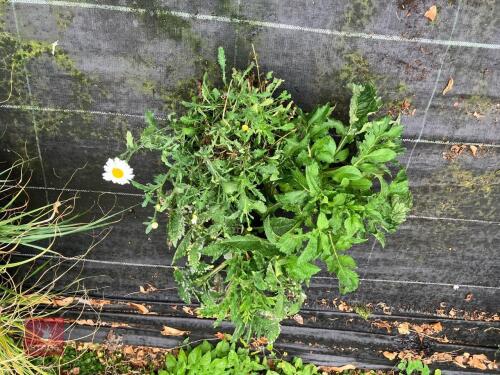 2 X MIXED PLANTS