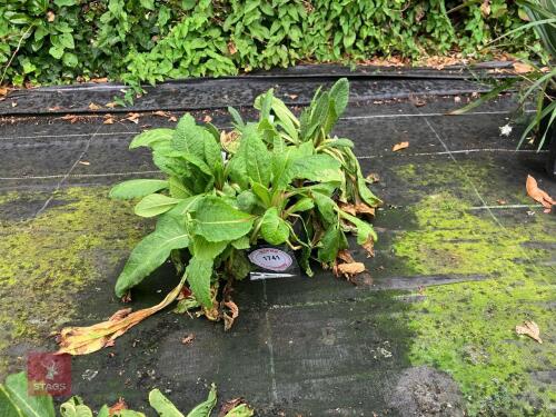 5 X PRIMULA JAPONICA