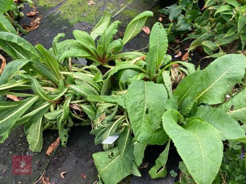 6 X PRIMULA JAPONICA