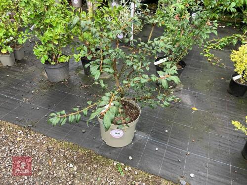 1 X EUONYMUS ALATUS WINGED SPINDLE