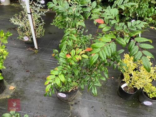 1 X MAHONIA AQUIFOLIUM