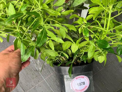 1 X CHOISYA TERNATA MEXICAN ORANGE