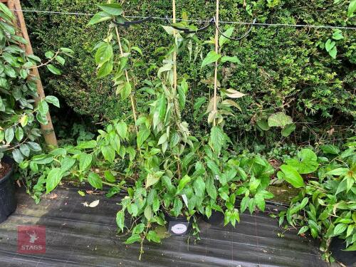 3 X STACHYURUS PRAECOX