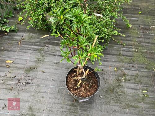 1 X KALMIA LATIFORLIA OLYMPIC