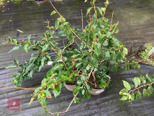 2 X FORSYTHIA