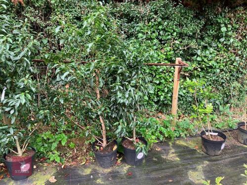 2 X PRUNUS LUSITANICA PORTUGAL LAUREL