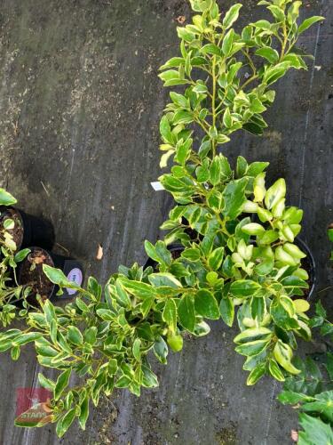 3 X GRISELINIA LITTORALIS VARIEGATA