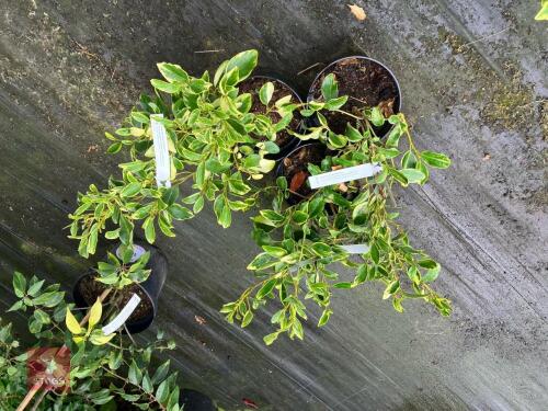 3 X GRISELINIA LITTORALIS VARIEGATA
