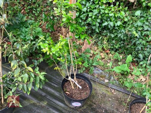 1 X MAHONIA AQUIFOLIUM