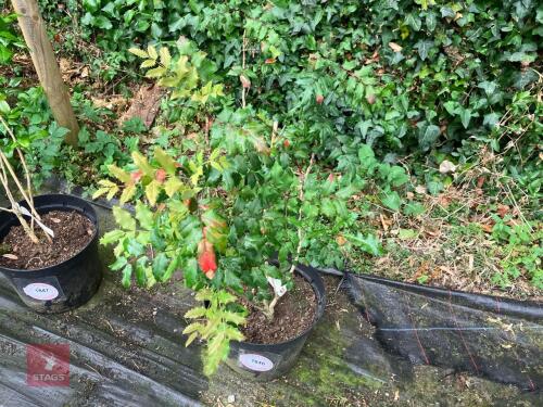 1 X MAHONIA AQUIFOLIUM