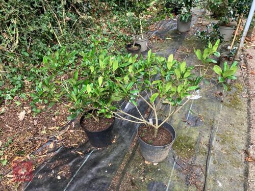 2 X SKIMMIA