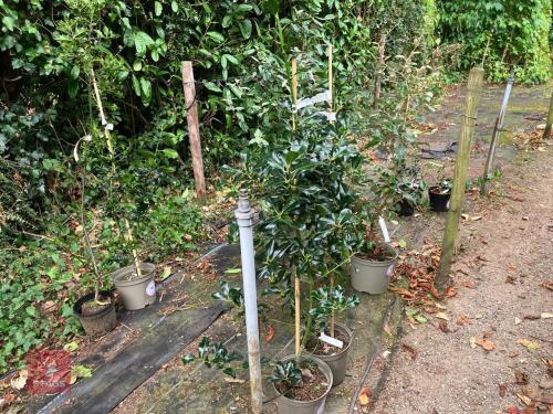 2 X ILEX ACQUIFOLIUM HOLLY