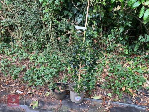 2 X ILEX AQUIFOLIUM