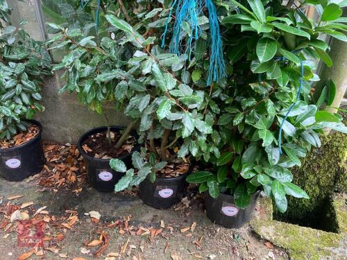 1 X ELAEAGNUS X EBBINGEI