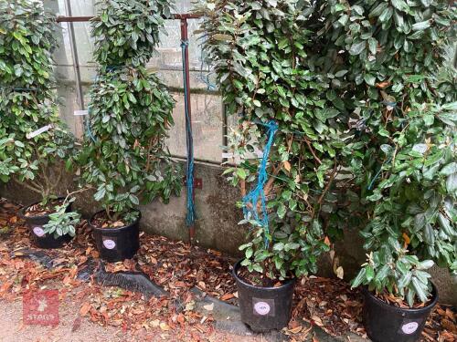 1 X ELAEAGNUS X EBBINGEI