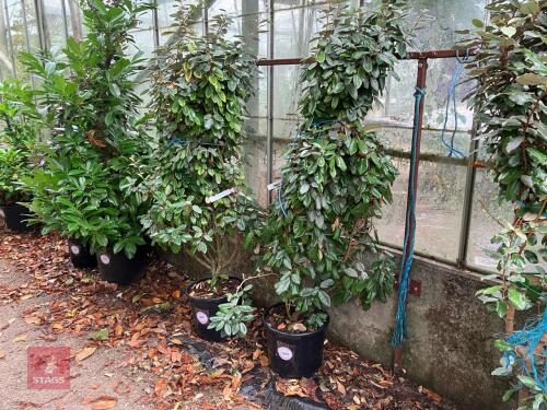 1 X ELAEAGNUS X EBBINGEI