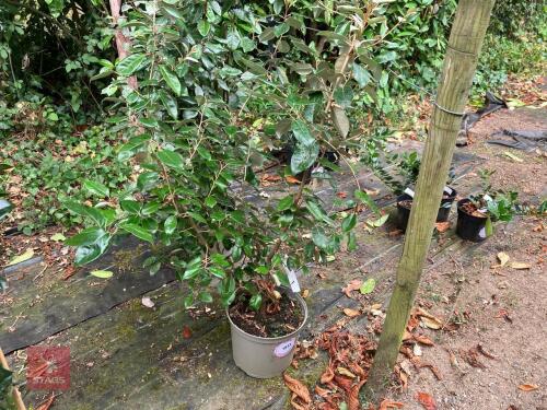 1 X ELAEAGNUS X EBBINGEI