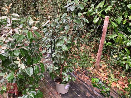 1 X ELAEAGNUS X EBBINGEI