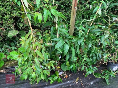 3 X STACHYURUS PRAECOX