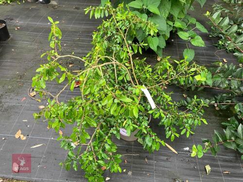 1 X AZARA SERRATA