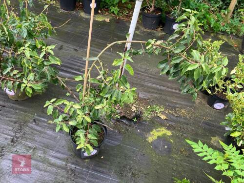 1 X BUDDLEIA GLOBOSA BUTTERFLY BUSH