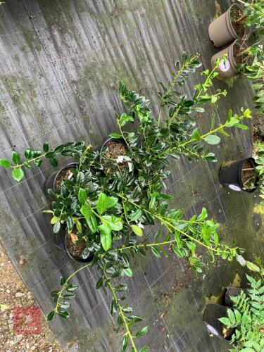 1 X BUDDLEAI GLOBOSA BUTTERFLY BUSH