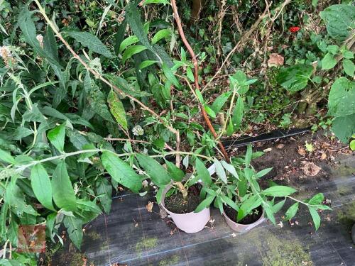 2 X BUDDLEAI GLOBOSA BUTTERFLY BUSH