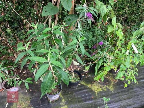 2 X BUDDLEIA GLOBOSA BUTTERFLY BUSH