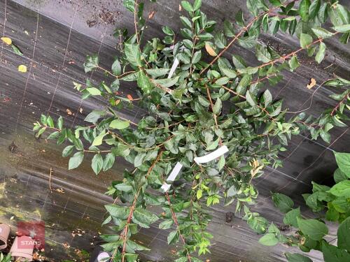 3 XLONICERA PURPUSII WINTER BEAUTY
