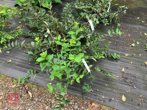 4 X LONICERA PURPUSII WINTER BEAUTY