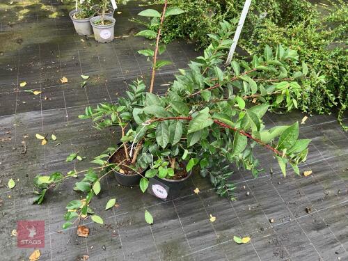 3 X LONICERA PURPUSII WINTER BEAUTY