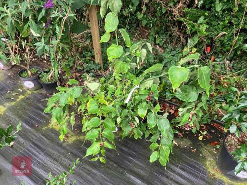 1 X LEYCESTERIA FORMOSA