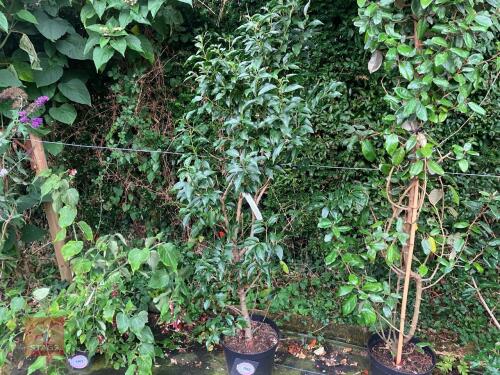 1 X PRUNUS LUSITANICA PORTUGAL LAUREL