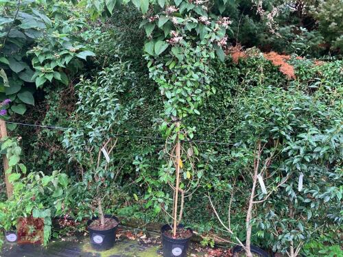 1 X ELAEAGNUS X EBINGEL