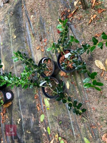 3 X ILEX AQUIFOLIUM J C VAN TOLL HOLLY