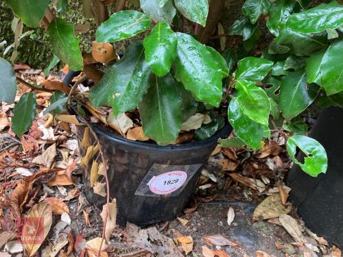 1 X ELEAGNUS X EBBINGEI