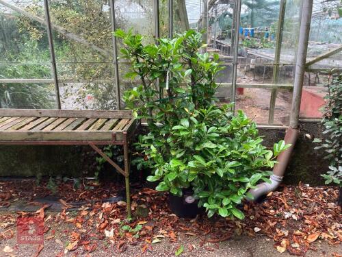 1 X PRUNUS LAUROCERASUS ROTUNDIFOLIA