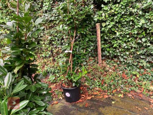 1 X PRUNUS LAUROCERASUS ROTUNDIFOLIA