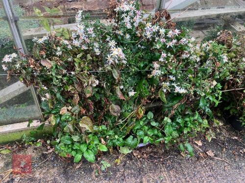 4 X ASTER DIVARICATUS